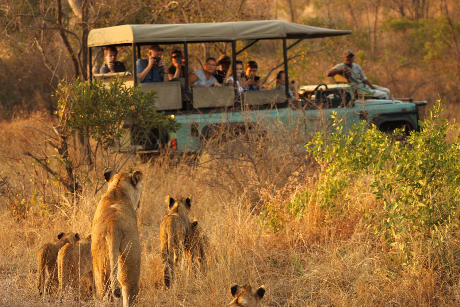 Kruger National Park & Panorama Route Experience - Image 1