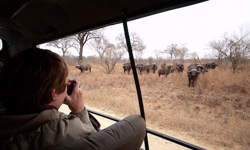 Kruger National Park & Panorama Route Experience - Image 3