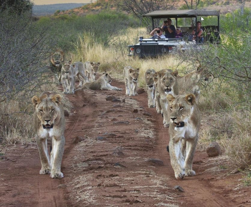 Madikwe Game Park Wildlife Experience - Image 5