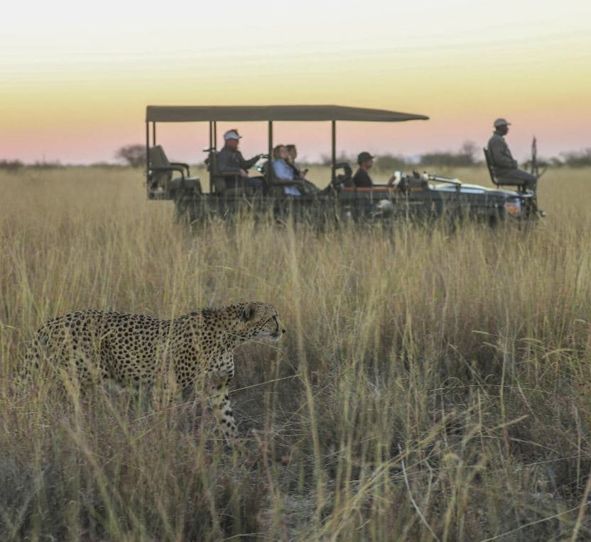 Madikwe Game Park Wildlife Experience - Image 8